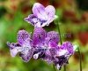 Streptocarpus HOTOTOGISU